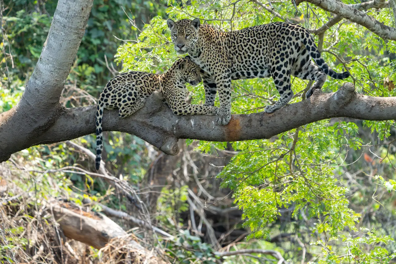 A jaguar cub resting on a tree branch